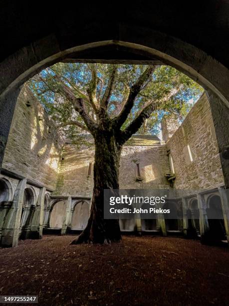 the ancient yew in the center of the muckross abbey ruins - yew stock pictures, royalty-free photos & images