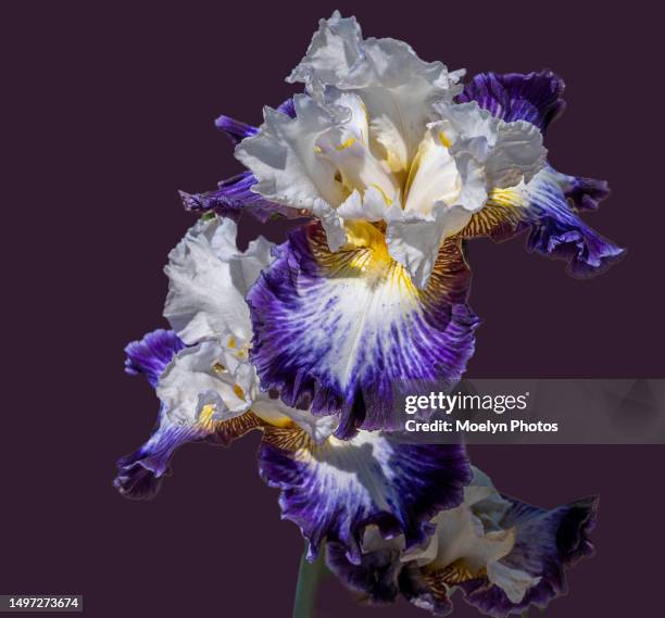 single iris - the purple iris stock pictures, royalty-free photos & images