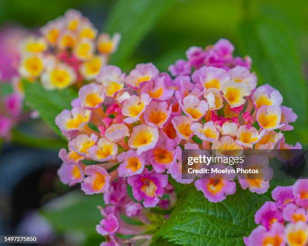 lantana - lantana stock pictures, royalty-free photos & images