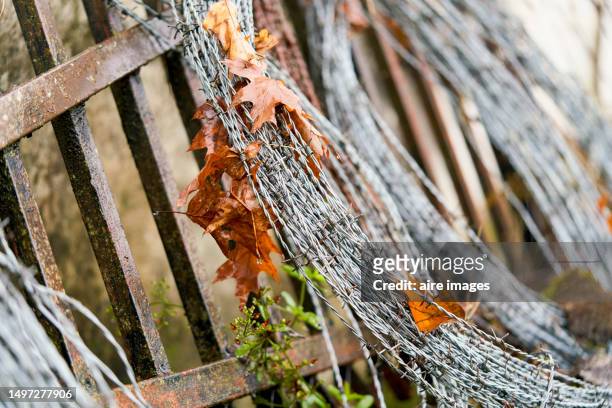 view of some barbed wire lines and a couple of dead leaves over them. an amount of barbed wire lines. - guards division stock pictures, royalty-free photos & images