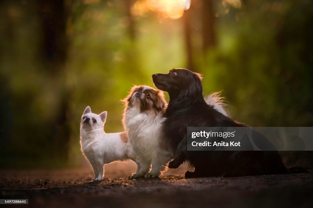 Three cute and different dogs in the forest