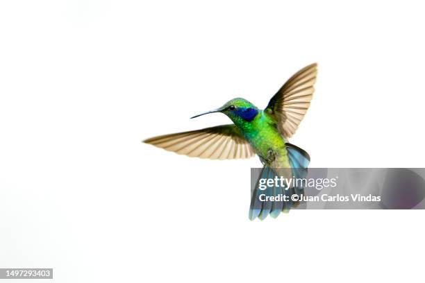 lesser violetear - colibri stock pictures, royalty-free photos & images