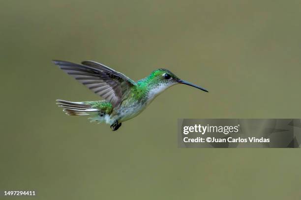 white-bellied hummingbird - colibri stock pictures, royalty-free photos & images