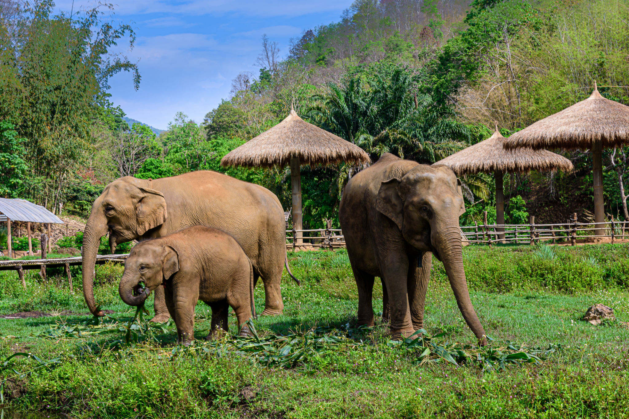 Asia elephant family live in the elephant camp in Chiang Mai, Thailand Asia elephant family live in the elephant camp in Chiang Mai, Thailand