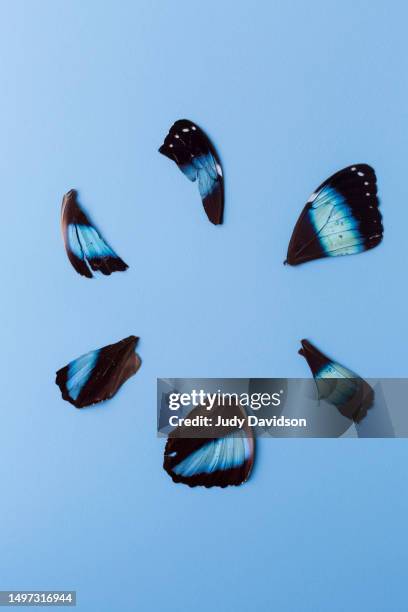 blue and black butterfly wing pieces arranged in a circle - consequences stock pictures, royalty-free photos & images