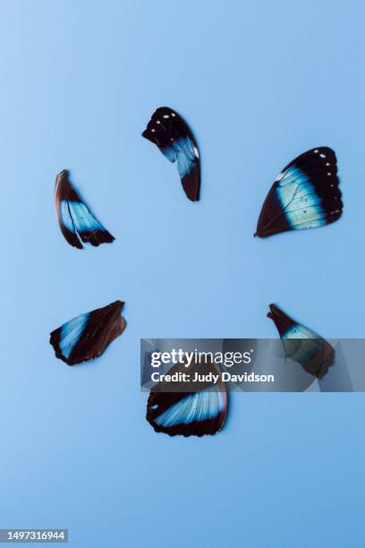 blue and black butterfly wing pieces arranged in a circle - broken scale stock pictures, royalty-free photos & images
