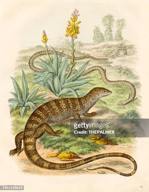 the cape grass snake and the monitor lizard - very rare plate from "book of the world" 1863 - adder stock illustrations