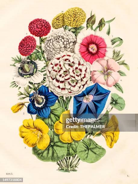 flowers: nasturtium, fennel, carnation, morning glory, pink fairies, maiden pink, chrysanthemum - very rare plate from "book of the world" 1863 - fennel stock illustrations