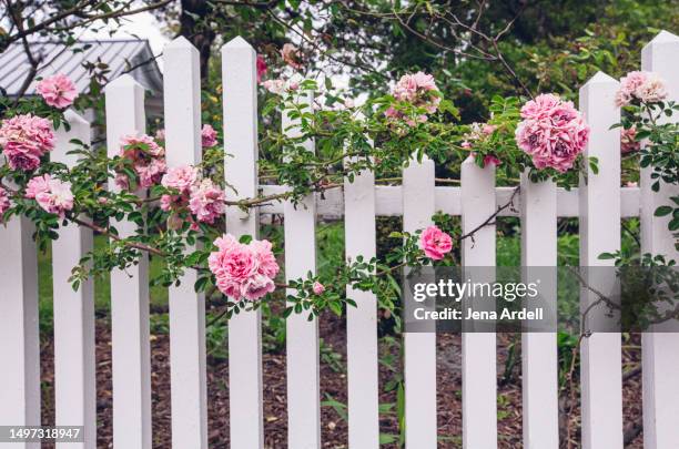 romantic background, charming bed and breakfast garden with roses on white picket fence, rose garden - garden fence stock pictures, royalty-free photos & images