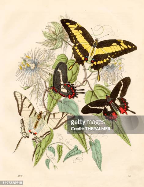 passion flowers and butterflies from brazil: swallowtails, agaves cattle heart - very rare plate from "book of the world" 1863 - passion flower stock illustrations