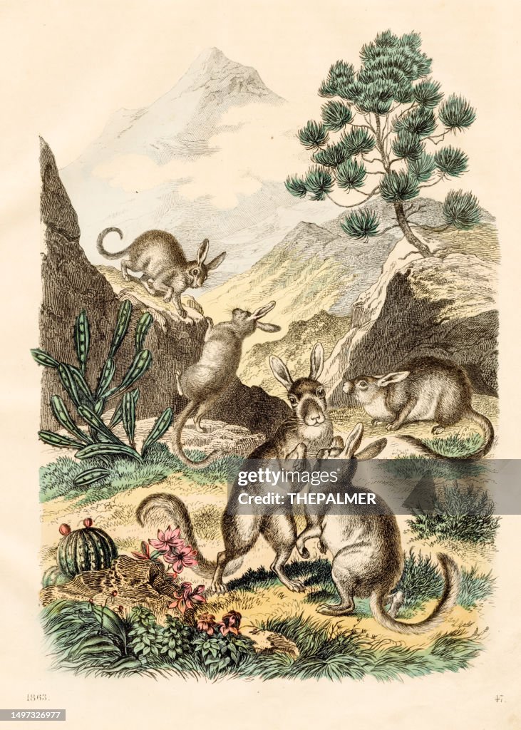 La vizcacha de montaña - Placa muy rara de "Libro del Mundo" 1863