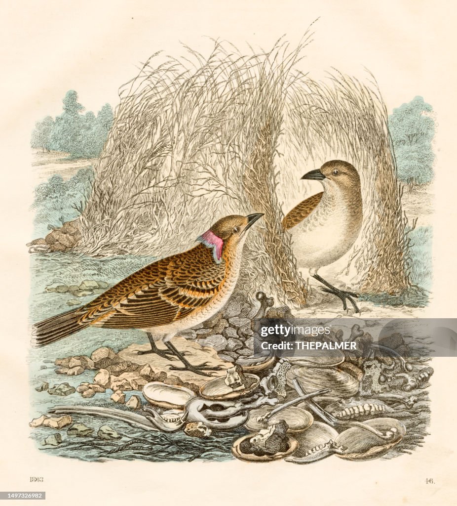 Spotted bowerbird male and female building the nest - Very rare plate from "Book of the World" 1863