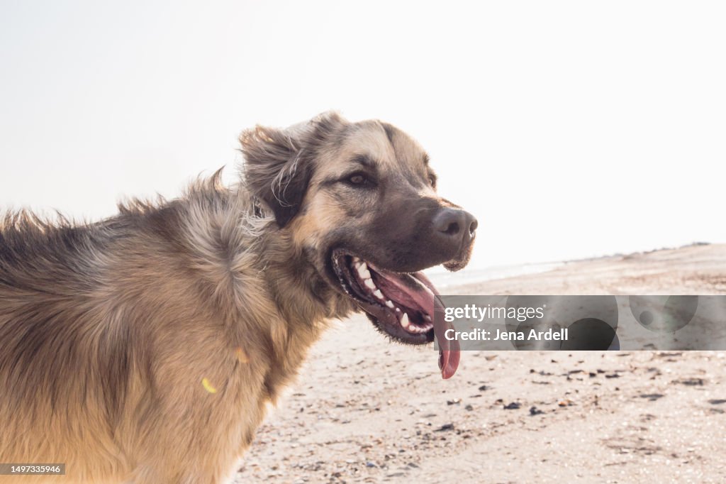 Dog Panting Hot, Dog with Tongue Out, Heat Stroke Dog Concept