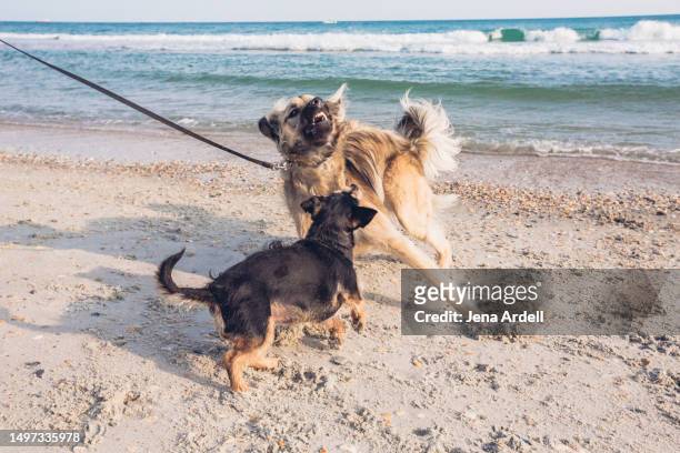 aggressive dog, angry small dog biting, two dogs playing outdoors - german shepherd angry photos et images de collection