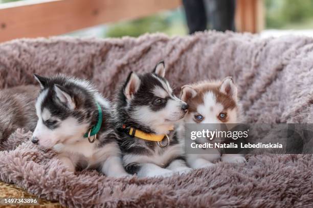 cute husky puppies 1 month old lie on fluffy blanket in first collars. - grupo pequeno de animais - fotografias e filmes do acervo