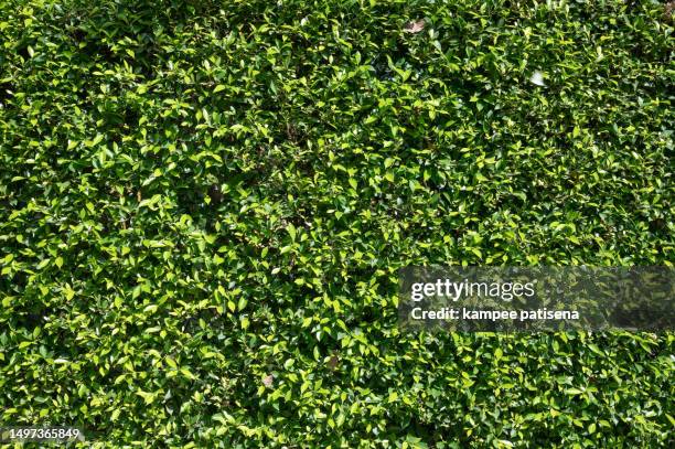 small green leaves in hedge wall texture background closeup green hedge plant in garden eco evergreen - evergreen plant foto e immagini stock