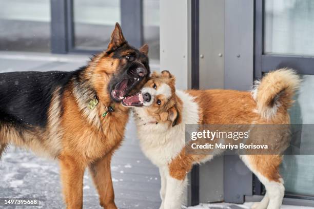 dogs quarrel open their mouths. - german shepherd bark stock pictures, royalty-free photos & images