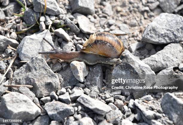 Snail Ridge 204 Snail Trail Stock Photos, High-Res Pictures, and Images - Getty Images