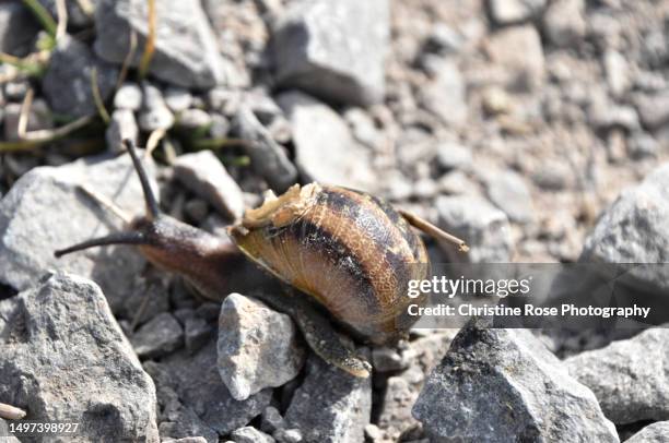 Snail Ridge 205 Snail Trail Stock Photos, High-Res Pictures, and Images - Getty Images