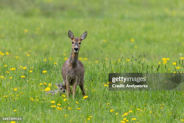female roe deer (capreolus capreolus) with fawn. - roe deer female stock pictures, royalty-free photos & images