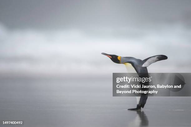 cute king penguin stretching out in early morning at saunder's neck, falkland islands - atlantic islands stock pictures, royalty-free photos & images