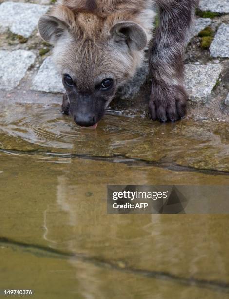 Five-month-old spotted hyena "Juma" drinks water in her open air enclosure at the zoo Berlin-Friedrichsfelde in Berlin, Germany, on August 03, 2012....