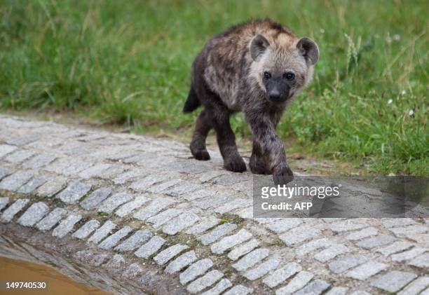 Five-month-old spotted hyena "Juma" discovers the open air enclosure at the zoo Berlin-Friedrichsfelde in Berlin, Germany, on August 03, 2012. The...