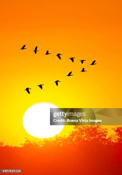 flock of geese flying at sunset - birds flying in v formation stock pictures, royalty-free photos & images
