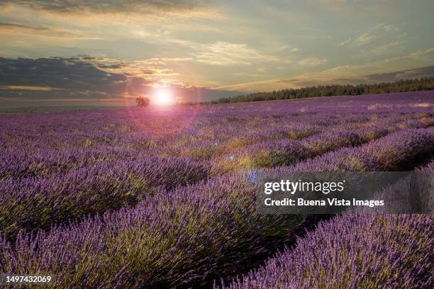 france. lavender fields in provence - sundog stock pictures, royalty-free photos & images