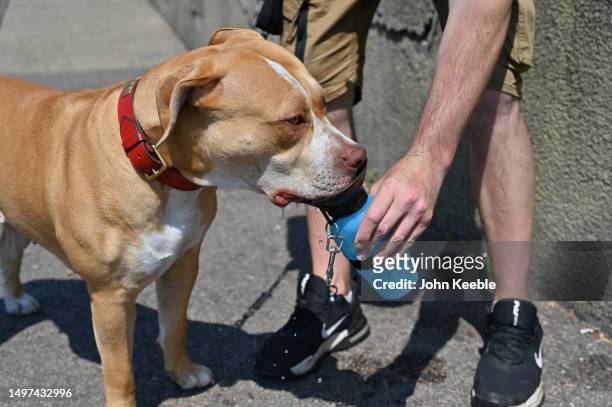 An XL bully dog called Daisy drinks from a portable bottle in the hot sunny weather along the promenade on June 10, 2023 in Southend, England. Heat...