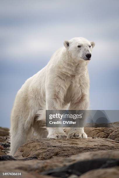 watchful polar bear - onheilspellend stockfoto's en -beelden