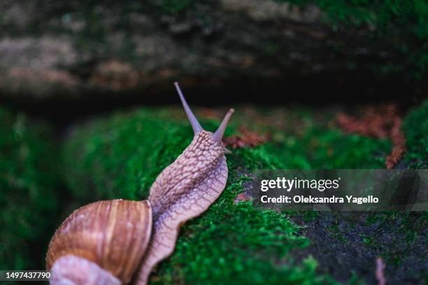 big snail in shell crawling on fresh green moss. - snäckor bildbanksfoton och bilder