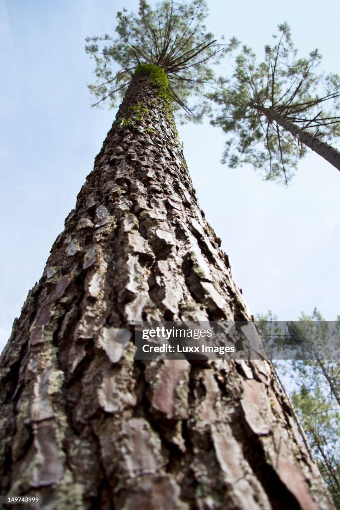 Pine tree, from a low angle