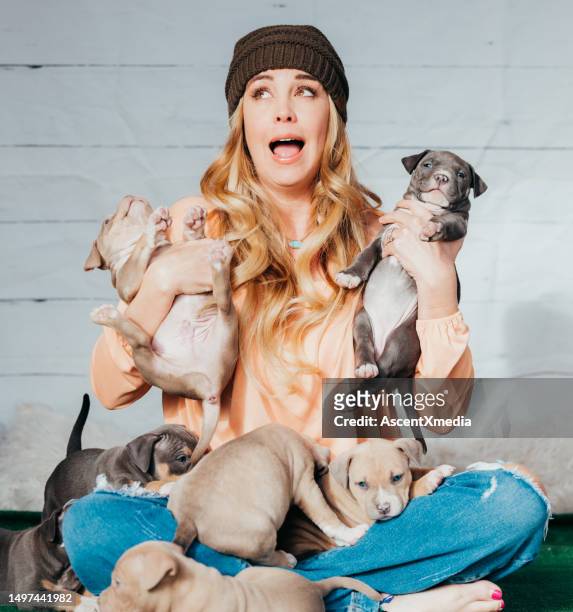 woman holds litter of puppies in her lap - medium group of animals stock pictures, royalty-free photos & images