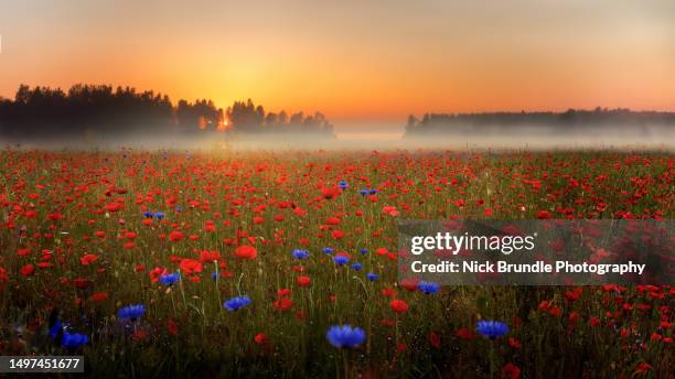 misty poppies. - poppies stock pictures, royalty-free photos & images