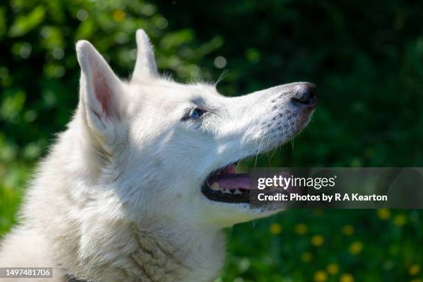all white pet husky dog outdoors - sled dog stock pictures, royalty-free photos & images