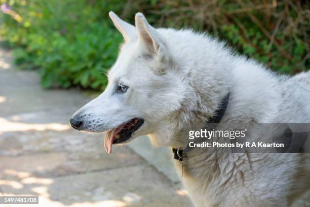 all white pet husky dog outdoors - buck teeth stockfoto's en -beelden