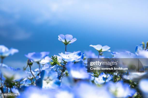 472 Blue Nemophila Stock Photos, High-Res Pictures, and Images