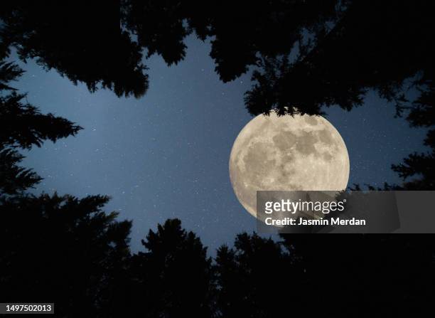 full super moon over forest - supermoon fotografías e imágenes de stock