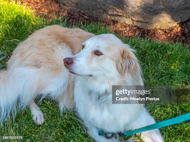 sweet mixed breed dog relaxing in a garden - australian shepherd stock pictures, royalty-free photos & images