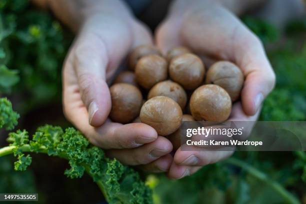 australian grown produce, farm fresh vegetables and fruit. - macadamia nut stock pictures, royalty-free photos & images