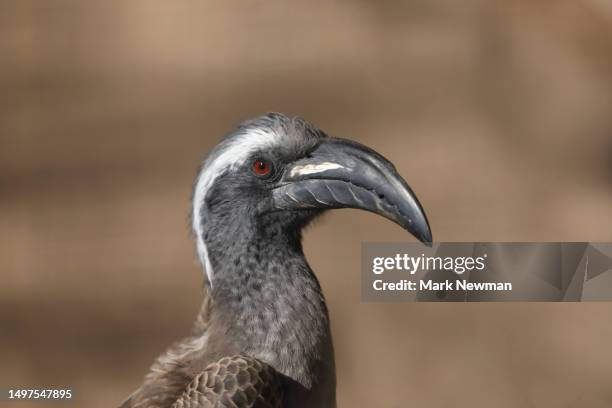 african gray hornbill - african grey hornbill stock pictures, royalty-free photos & images