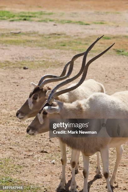 addax - antilope addax photos et images de collection