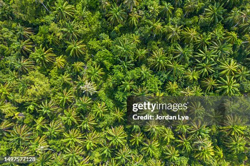 Palm Tree Forest From Directly Above Aerial View