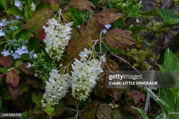 oakleaf hydrangea in bloom - hydrangea quercifolia stock pictures, royalty-free photos & images
