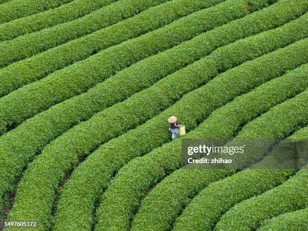 overlooking the tea plantations - green economy foto e immagini stock