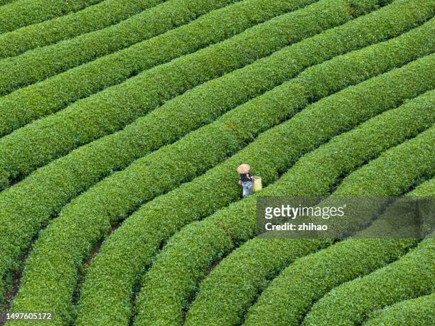 overlooking the tea plantations - thee gewas stockfoto's en -beelden