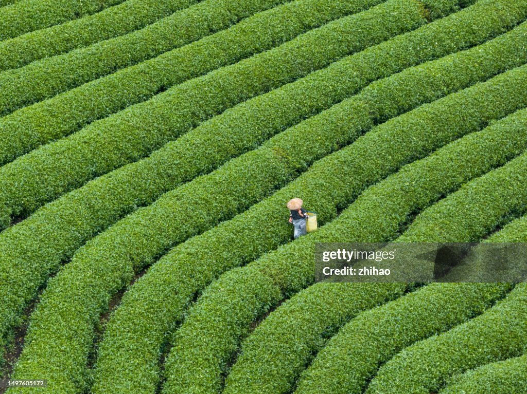 Overlooking the tea plantations