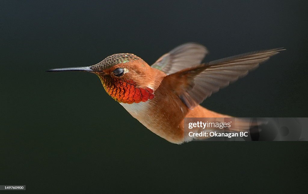 Male Rufous Hummingbird
