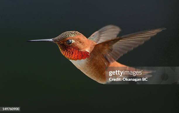 Male Rufous Hummingbird High-Res Stock Photo